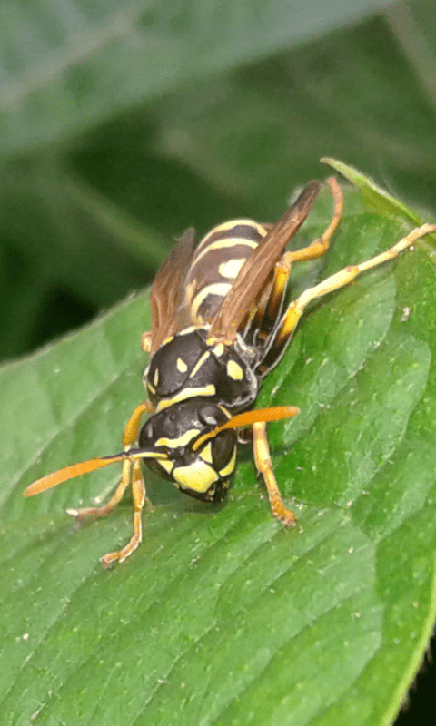 Polistes dominula (Vespidae)? S, parassitata